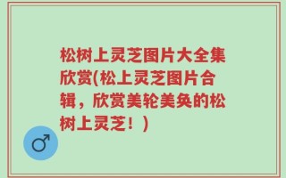 松树上灵芝图片大全集欣赏(松上灵芝图片合辑，欣赏美轮美奂的松树上灵芝！)