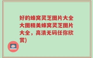 好的蜂窝灵芝图片大全大图精美蜂窝灵芝图片大全，高清无码任你欣赏)