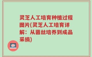 灵芝人工培育种植过程图片(灵芝人工培育详解：从菌丝培养到成品采摘)
