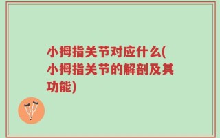 小拇指关节对应什么(小拇指关节的解剖及其功能)