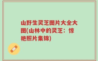 山野生灵芝图片大全大图(山林中的灵芝：惊艳照片集锦)