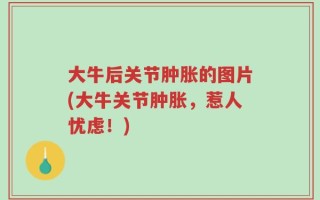 大牛后关节肿胀的图片(大牛关节肿胀，惹人忧虑！)