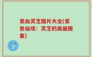 紫血灵芝图片大全(紫色仙境：灵芝的美丽图集)