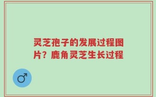 灵芝孢子的发展过程图片？鹿角灵芝生长过程