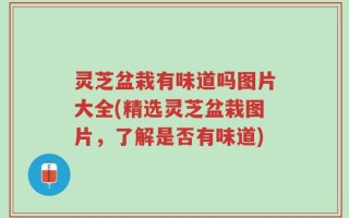 灵芝盆栽有味道吗图片大全(精选灵芝盆栽图片，了解是否有味道)