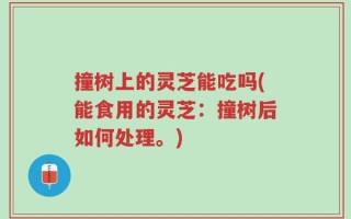撞树上的灵芝能吃吗(能食用的灵芝：撞树后如何处理。)
