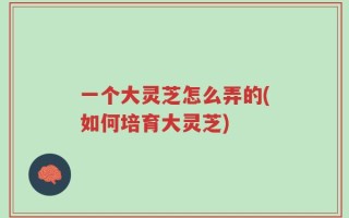 一个大灵芝怎么弄的(如何培育大灵芝)