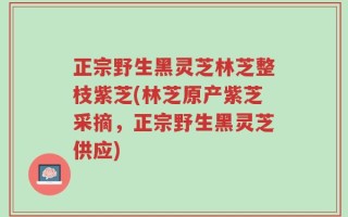 正宗野生黑灵芝林芝整枝紫芝(林芝原产紫芝采摘，正宗野生黑灵芝供应)