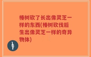 椿树砍了长出像灵芝一样的东西(椿树砍伐后生出像灵芝一样的奇异物体)