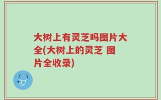 大树上有灵芝吗图片大全(大树上的灵芝 图片全收录)