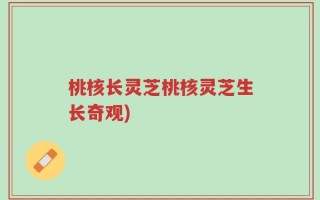 桃核长灵芝桃核灵芝生长奇观)