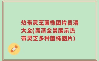 热带灵芝菌株图片高清大全(高清全景展示热带灵芝多种菌株图片)