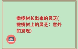 橄榄树长出来的灵芝(橄榄树上的灵芝：意外的发现)