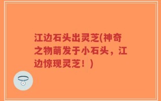江边石头出灵芝(神奇之物萌发于小石头，江边惊现灵芝！)