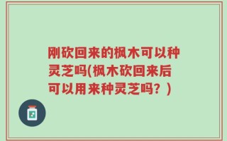刚砍回来的枫木可以种灵芝吗(枫木砍回来后可以用来种灵芝吗？)