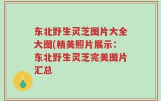 东北野生灵芝图片大全大图(精美照片展示：东北野生灵芝完美图片汇总