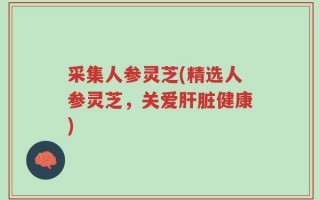 采集人参灵芝(精选人参灵芝，关爱肝脏健康)