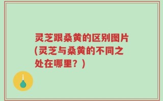灵芝跟桑黄的区别图片(灵芝与桑黄的不同之处在哪里？)