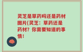 灵芝是草药吗还是药材图片(灵芝：草药还是药材？你需要知道的事情！