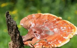 灵芝孢子粉的功效是恶性肿瘤患者的好帮手