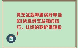 灵芝盆栽哪里买好养活的(挑选灵芝盆栽的技巧，让你的养护更轻松)