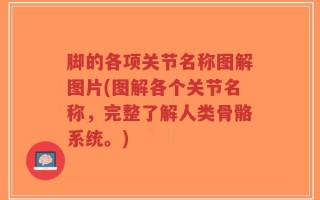 脚的各项关节名称图解图片(图解各个关节名称，完整了解人类骨骼系统。)
