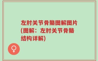 左肘关节骨骼图解图片(图解：左肘关节骨骼结构详解)