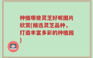 种植哪些灵芝好呢图片欣赏(精选灵芝品种，打造丰富多彩的种植园)