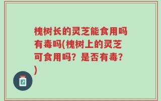 槐树长的灵芝能食用吗有毒吗(槐树上的灵芝可食用吗？是否有毒？)