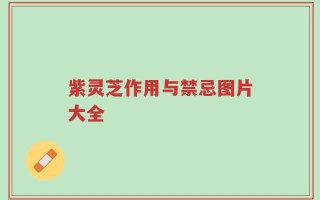 紫灵芝作用与禁忌图片大全