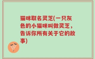 猫咪取名灵芝(一只灰色的小猫咪叫做灵芝，告诉你所有关于它的故事)