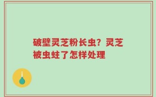 破壁灵芝粉长虫？灵芝被虫蛀了怎样处理