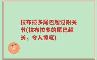拉布拉多尾巴超过附关节(拉布拉多的尾巴超长，令人惊叹)