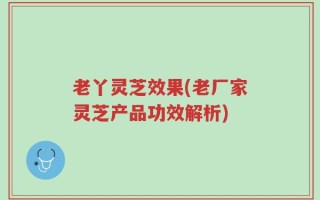 老丫灵芝效果(老厂家灵芝产品功效解析)