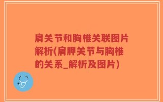 肩关节和胸椎关联图片解析(肩胛关节与胸椎的关系_解析及图片)