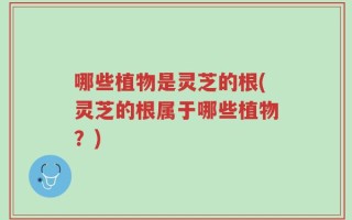 哪些植物是灵芝的根(灵芝的根属于哪些植物？)