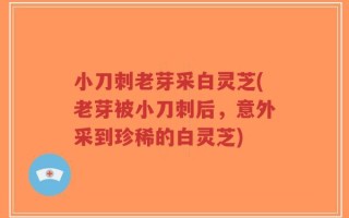 小刀刺老芽采白灵芝(老芽被小刀刺后，意外采到珍稀的白灵芝)