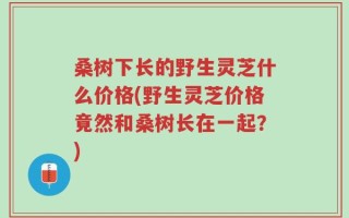 桑树下长的野生灵芝什么价格(野生灵芝价格竟然和桑树长在一起？)