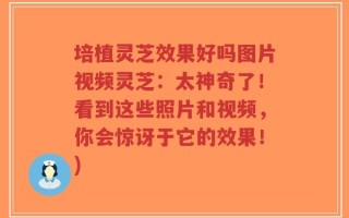 培植灵芝效果好吗图片视频灵芝：太神奇了！看到这些照片和视频，你会惊讶于它的效果！)