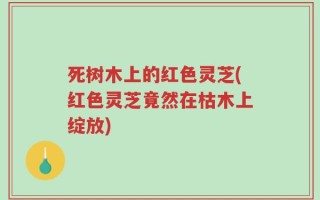 死树木上的红色灵芝(红色灵芝竟然在枯木上绽放)