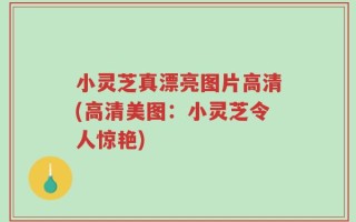 小灵芝真漂亮图片高清(高清美图：小灵芝令人惊艳)