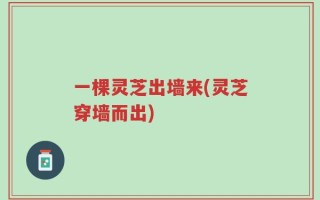 一棵灵芝出墙来(灵芝穿墙而出)