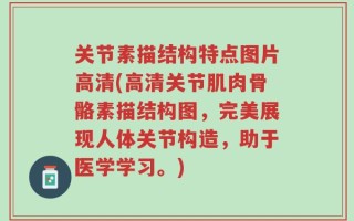 关节素描结构特点图片高清(高清关节肌肉骨骼素描结构图，完美展现人体关节构造，助于医学学习。)