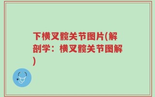 下横叉髋关节图片(解剖学：横叉髋关节图解)