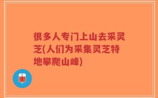 很多人专门上山去采灵芝(人们为采集灵芝特地攀爬山峰)