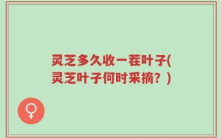 灵芝多久收一茬叶子(灵芝叶子何时采摘？)