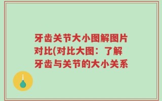 牙齿关节大小图解图片对比(对比大图：了解牙齿与关节的大小关系