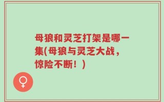 母狼和灵芝打架是哪一集(母狼与灵芝大战，惊险不断！)