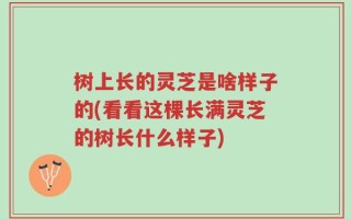 树上长的灵芝是啥样子的(看看这棵长满灵芝的树长什么样子)