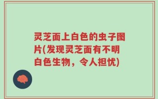 灵芝面上白色的虫子图片(发现灵芝面有不明白色生物，令人担忧)